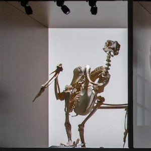 Museo Paleontológico Elche