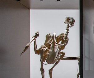 Museo Paleontológico Elche